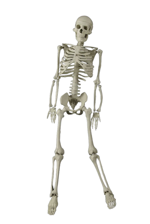 3 ft Articulated Skeleton